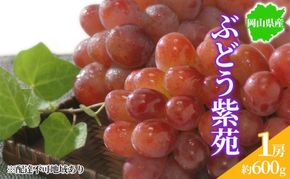 ぶどう 2026年先行予約 紫苑 1房 約600g 岡山県産 お届け 11月上旬～11月下旬