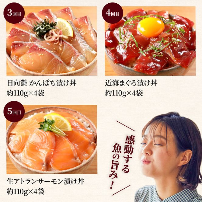 日向灘 お魚の漬け丼 バラエティ 5回 定期便　N019-YE097