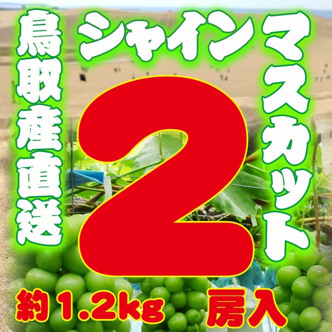 農家直送 鳥取いとう園芸産 シャインマスカット 2房で約1.2kg 312011_GH001