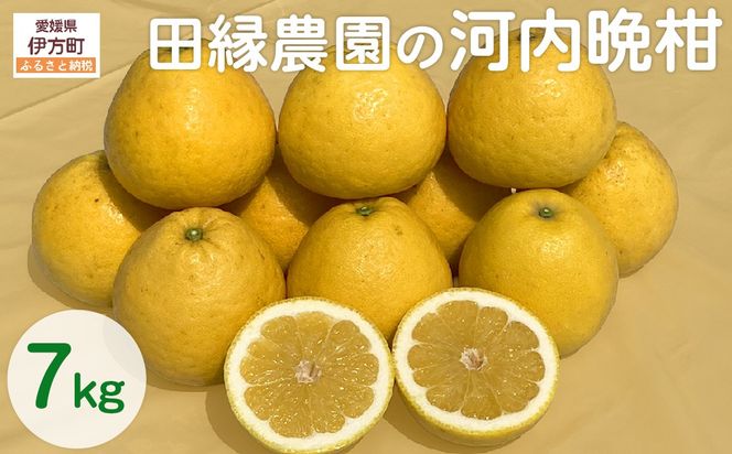 田縁農園の河内晩柑約7kg ※離島への配送不可 （2026年4月10日より順次発送） IKTA020