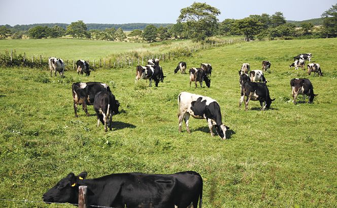 森高牧場ミルクソフトクリームLサイズ8個 お菓子 アイス 牛乳 