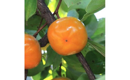 【先行予約】【秋の美味】【和歌山ブランド】和歌山柿　濃厚!紀ノ川柿　10～18玉入り【GO-05】　※2026年10月下旬～11月中旬頃に順次発送予定 ※着日指定不可【ard064D】