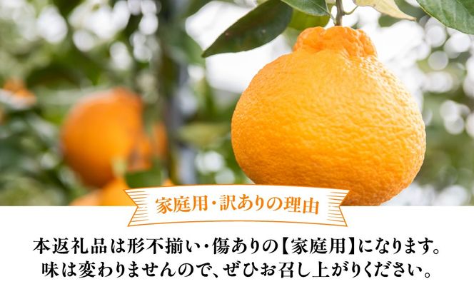 【先行予約】【家庭用】不知火 5kg ※離島への配送不可 （2027年2月10日より順次発送） IKTA035