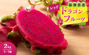 福岡県産 ドラゴンフルーツ レッド 2kg (3～7個) 果物 フルーツ ※配送不可:離島