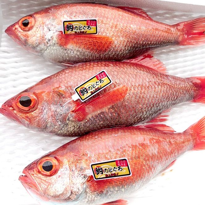 【新湊産】のどぐろ鮮干し（大サイズ3尾）