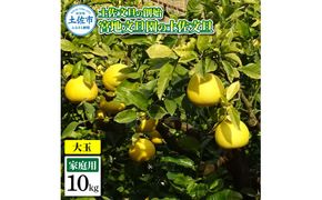【先行予約】土佐文旦の創始 宮地文旦園の土佐文旦 家庭用3L 大玉 約10キロ 16～19個入り 10kg〈2027年3月上旬～4月下旬〉 ぶんたん ブンタン フルーツ 柑橘 みかん 果物 くだもの 柑橘類 高知県 土佐市【宮地文旦園】[BQBP008]