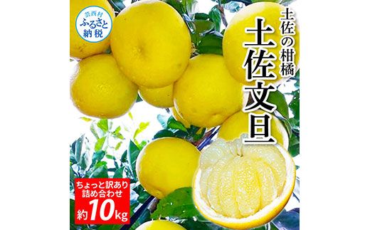 【CF-R7hbk】TKA045　先行予約 土佐の柑橘 土佐文旦 10kg 詰め合わせ ちょっと訳あり 文旦 ぶんたん ブンタン 柑橘 高知県 高知 返礼品 故郷納税 20000円 果物 くだもの フルーツ お取り寄せ 美味しい おいしい ご家庭用 ご自宅用 規格外サイズ 傷 訳あり
