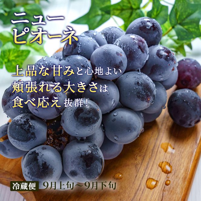 フルーツ 定期便 2026年 先行予約 晴れの国 おかやま 5回コース 桃 もも モモ 葡萄 ぶどう ブドウ 岡山県産 国産 果物 セット ギフト 梨 白桃 シャインマスカット ピオーネ 