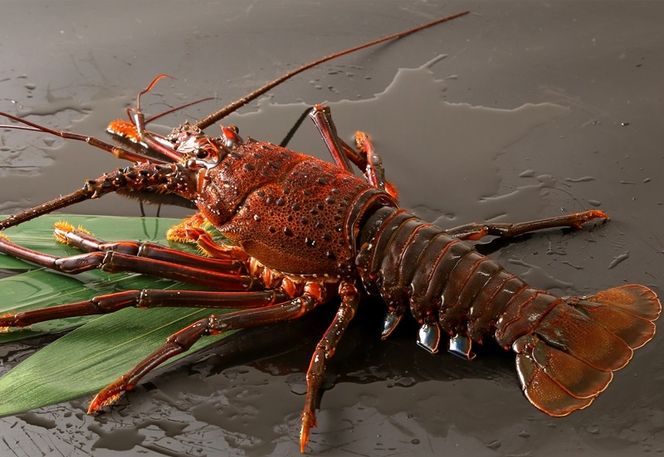 169-3-010　茨城県ブランド！特大『常陸乃国いせ海老』と「常陸牛」会席付　１泊２食ペア宿泊券【 茨城県 日立市 】