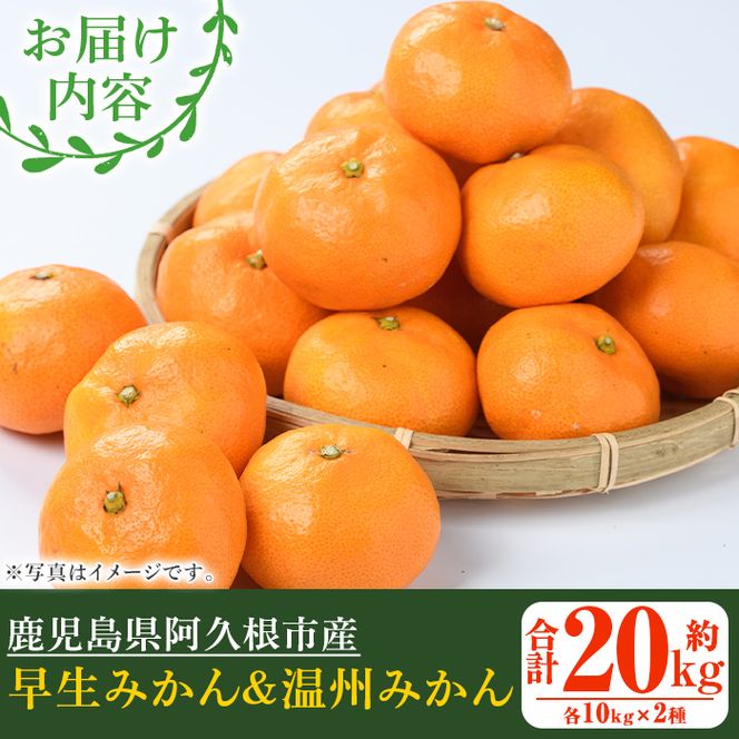 ＜先行予約受付中！2026年12月上旬以降順次発送予定＞ 数量限定！早生・温州ミカン食べ比べセット(合計20kg・各10kg) 国産 フルーツ 果物 蜜柑 柑橘【三笠農業生産】akn051-14