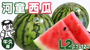 《 先行予約 》 牛久市産 河童 西瓜 L 2玉 ( 約 12kg ) 【 2026年6月中旬発送開始 】 果物 フルーツ Lサイズ スイカ すいか 期間限定 旬 国産 アイス シャーベット [DV008us]