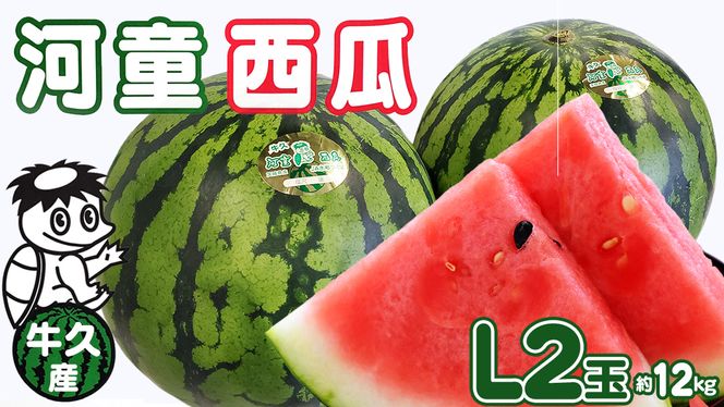 《 先行予約 》 牛久市産 河童 西瓜 L 2玉 ( 約 12kg ) 【 2026年6月中旬発送開始 】 果物 フルーツ Lサイズ スイカ すいか 期間限定 旬 国産 アイス シャーベット [DV008us]