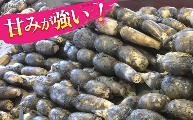 【先行予約】土付き鍬掘り レンコン　2kg れんこん 蓮根　産地直送 野菜　愛西市/株式会社山三レンコン [AEBK001]