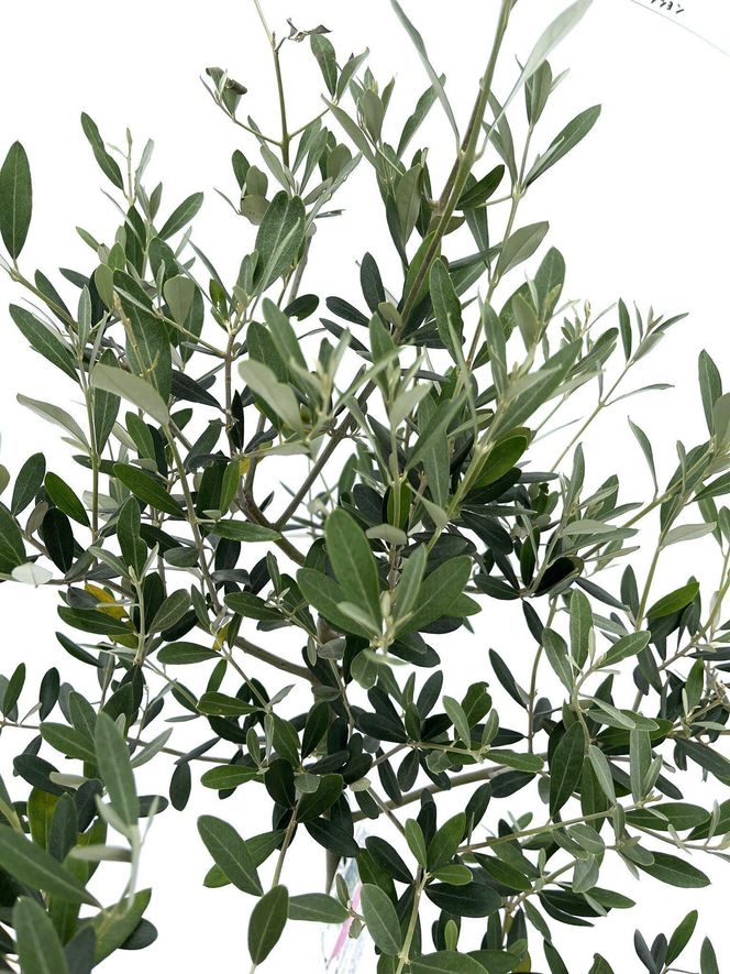 オリーブの木　Sサイズ　高さ約100～130cm 372013_KB003