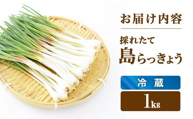 ≪2026年2月下旬～5月下旬発送≫採れたて島らっきょう １㎏ 【 沖縄県 石垣市 野菜 らっきょう 島らっきょう おつまみ 採れたて 料理 漬物 天ぷら おかぴ農園 産地直送 】OK-01