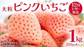 ピンクいちご 大粒 250g（8～12粒）×4パック【2025年12月上旬発送開始】(茨城県共通返礼品：大子町) いちご 苺 果物 フルーツ 果実