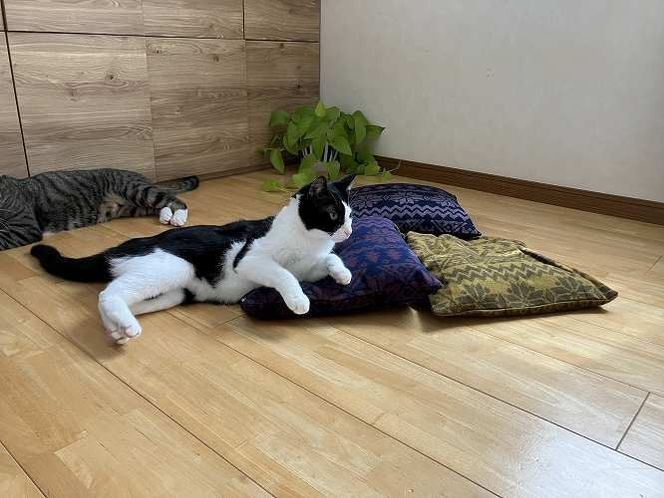 【リアルダウン使用】色お任せ! ノルディック柄 ミニペットベッド 羽毛クッション 犬や猫が大好き!! H162-054