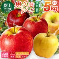 【先行予約】樹上完熟の奥久慈りんご詰め合わせ　園主おまかせ約5kg（12～23玉）【2026年9月下旬頃順次発送開始予定】斉藤りんご園第2直売所｜茨城県 大子町 林檎 果物 フルーツ 旬（CG002-1）