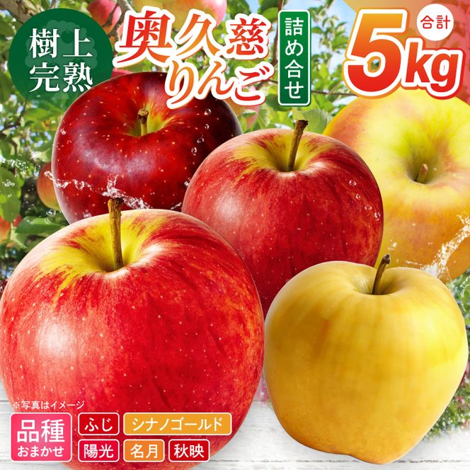 【先行予約】樹上完熟の奥久慈りんご詰め合わせ　園主おまかせ約5kg（12～23玉）【2026年9月下旬頃順次発送開始予定】斉藤りんご園第2直売所｜茨城県 大子町 林檎 果物 フルーツ 旬（CG002-1）