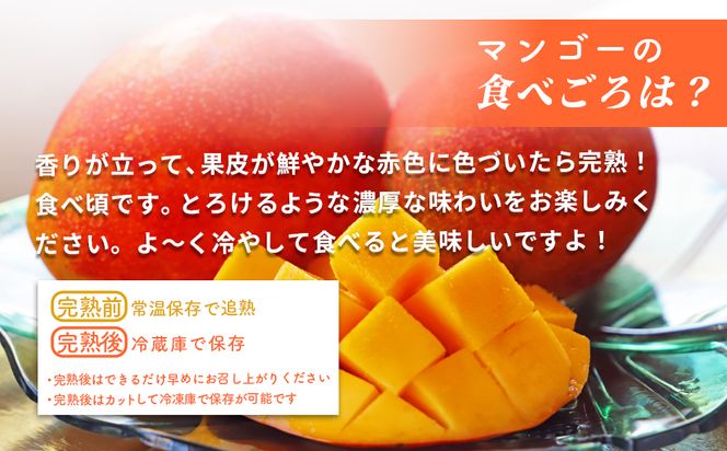 沖縄県産 贈答用マンゴー 1.5kg【 先行予約 2026年発送 】