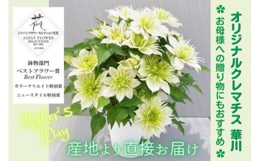 【先行予約】【長谷川園芸】オリジナル クレマチス「華川」〔ベストフラワー賞受賞品種〕５寸【母の日 ギフト プレゼント 贈答 花のある生活】(AT213)