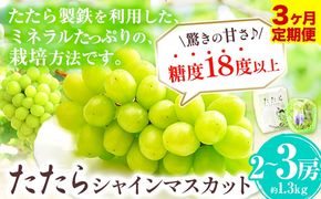 【令和7年度産先行予約】 【3回定期便】マスカット シャインマスカット 約1.3kg(2~3房)《8月下旬-10月下旬頃出荷》たたらみねらる ギフト 糖度18度以上 フルーツ 種無し ぶどう 葡 Y&G．ディストリビューター 岡山県 笠岡市 定期便---Y-04---