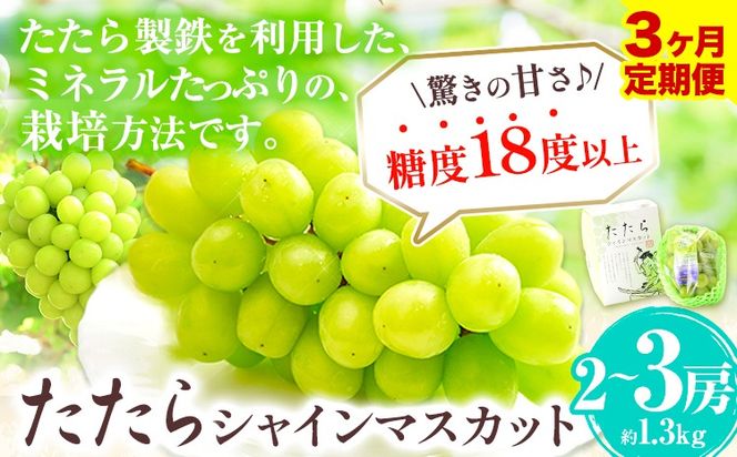 【令和7年度産先行予約】 【3回定期便】マスカット シャインマスカット 約1.3kg(2~3房)《8月下旬-10月下旬頃出荷》たたらみねらる ギフト 糖度18度以上 フルーツ 種無し ぶどう 葡 Y&G．ディストリビューター 岡山県 笠岡市 定期便---Y-04---