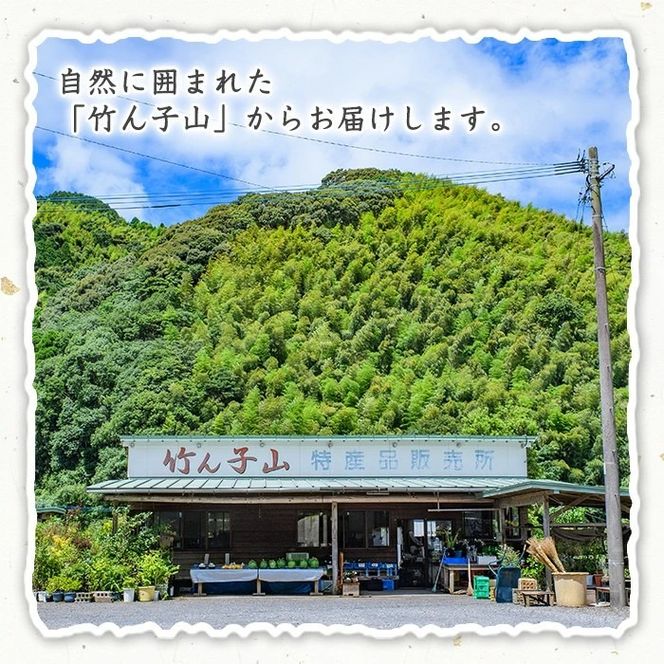 竹ん子山のサワーポメロ(約4.5kg) 国産 鹿児島県産 阿久根産 柑橘 果物 フルーツ 果実 期間限定 【竹ん子山】akn097-12