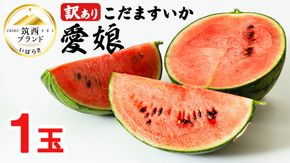 【 訳あり 】 こだますいか 「 愛娘 」 1玉 2026年産 先行予約 筑西ブランド こだまスイカ 小玉スイカ すいか スイカ フルーツ 果物 [AF083ci]