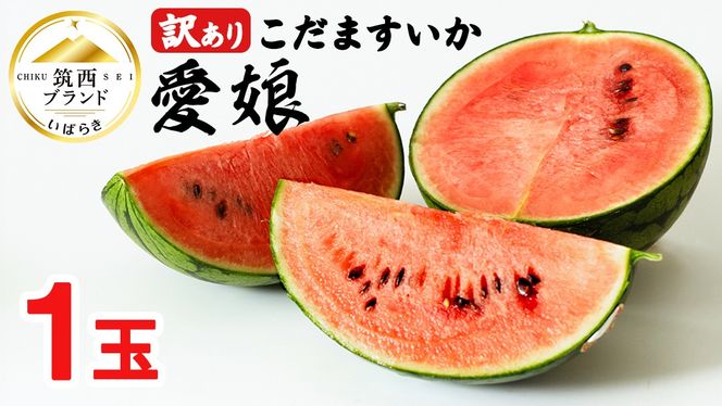 y錧}szy 󂠂 z ܂ u  v 1 2026NY s\ }uh ܃XCJ ʃXCJ  XCJ t[c ʕ [AF083ci]