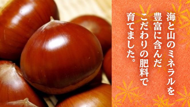 【 2025年9月中旬発送開始 】石岡 鶴沼 の 生栗 約1kg （茨城県共通返礼品：石岡市）栗 くり クリ マロン 栗ごはん 栗ご飯 贈答 ギフト 秋の味覚 果物 フルーツ 数量限定 旬 秋 冬 正月 国産 秋 旬 旬の栗 お菓子作り 冷凍保存 先行予約 [EU002us]