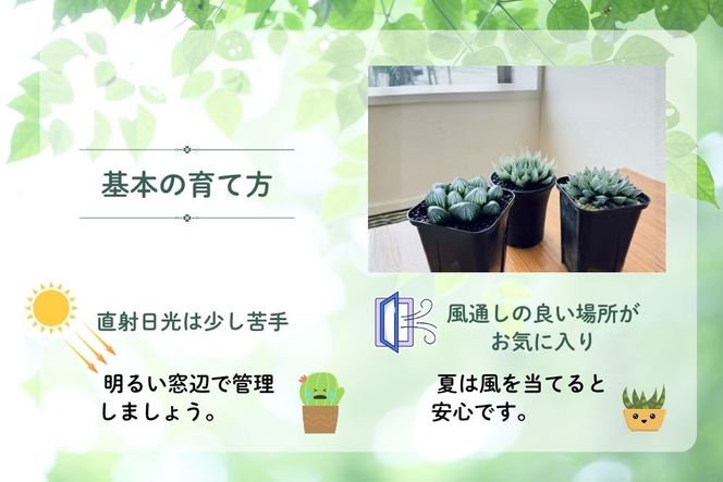 特選美種：多肉植物 ハオルチア 実生オリジナル苗 おまかせ2種【埼玉県 春日部市 観葉 緑化 卓上装飾 園芸用品種 セレクト 希少株 自宅用 ギフト】（DM002）