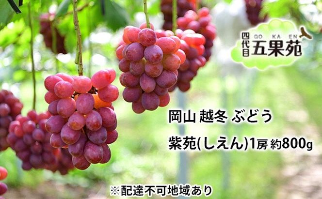 越冬 ぶどう 紫苑 （しえん）1房 約800g 岡山県産 四代目 五果苑