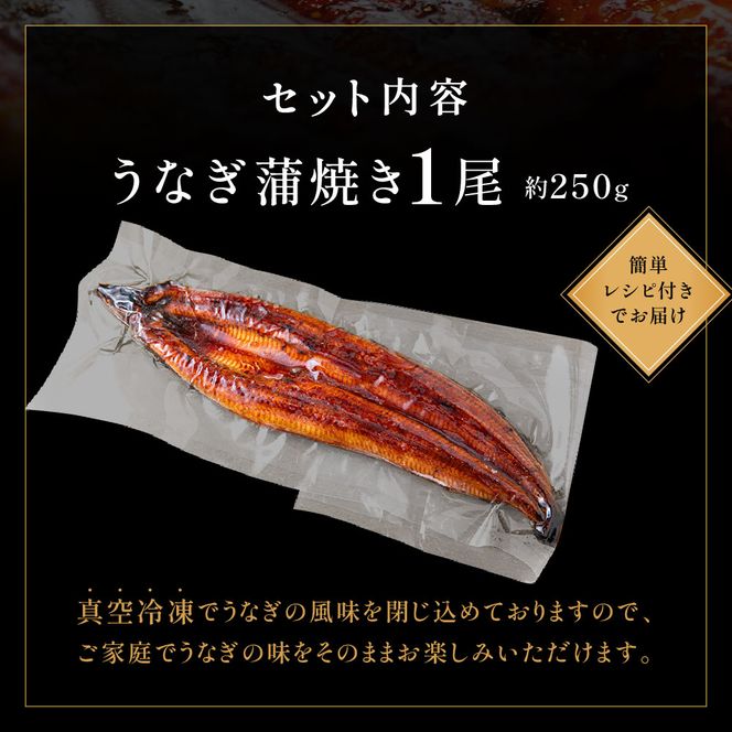 うなぎ蒲焼き1尾セット(約250g×1尾セット)【魚住商店】_HA1963 うなぎ 鰻 蒲焼 真空パック 福岡県宗像市 宗像市 福岡 宗像