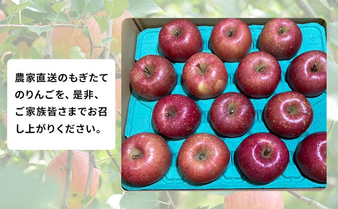 【 農家直送 数量限定 】 11～12月発送 家庭用 サンふじ 約 10kg 【 訳あり 】  果物 フルーツ 青森りんご シャキシャキ 