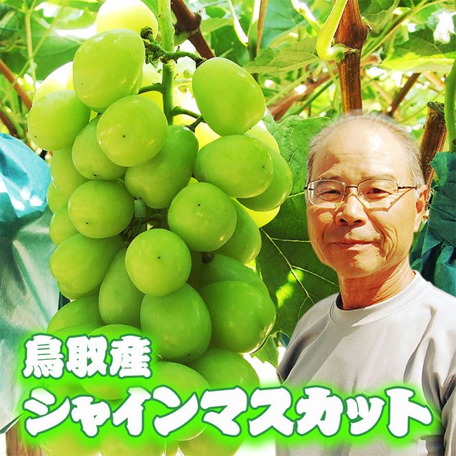 農家直送 鳥取いとう園芸産 種なしシャインマスカット 3房で約2kg 312011_GH002