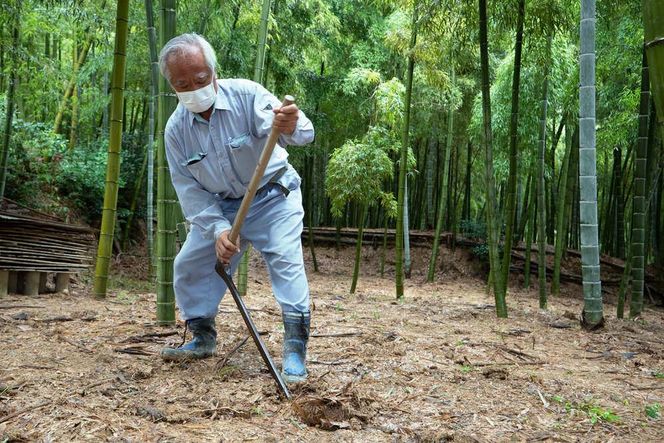 【筍 専門店】※2026年4月中旬～発送※ 京の伝統野菜京たけのこ（塚原たけのこ） 261009_A-HR001
