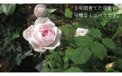 寄せ植え ミニバラ 盆栽 風 仕立て「バンビーノ」 バラ 花 お花 フラワー ギフト 母の日 [BN051ci]