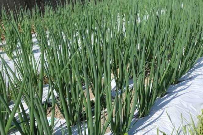 生産農家直送 京野菜・九条ねぎ700g〈ねぎ ネギ 葱 九条ねぎ 京野菜 京都 新鮮 甘い 農家直送 野菜〉 京都府産 薬味 料理 食材 