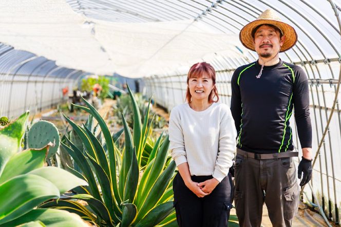 鹿嶋市産アガベ！パリー・ホーチエンシス『ウェイクフィールド』【観葉植物 自然 お庭 インテリア 多肉 アガベ 5号 鉢 ナチュラル 20000円以下】（KCP-8）