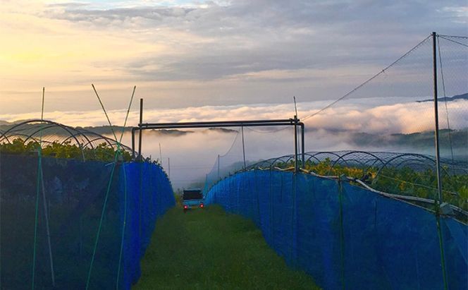 ぶどう 【2026年 先行予約】 訳あり ご家庭用 ピオーネ 4kg(5～8房) 葡萄 フルーツ 岡山 高梁市産 こあに葡萄園