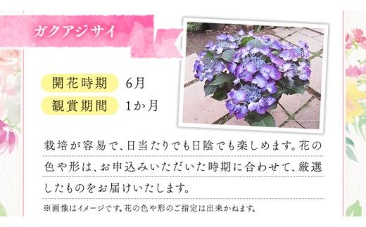 ≪先行予約≫ガク アジサイ 【 おまかせ 1点 】【2026年4月上旬頃より発送開始】 植物 花 インテリア フラワー 紫陽花 お花 園芸 初夏 梅雨 ガーデニング 母の日  [BG006us]
