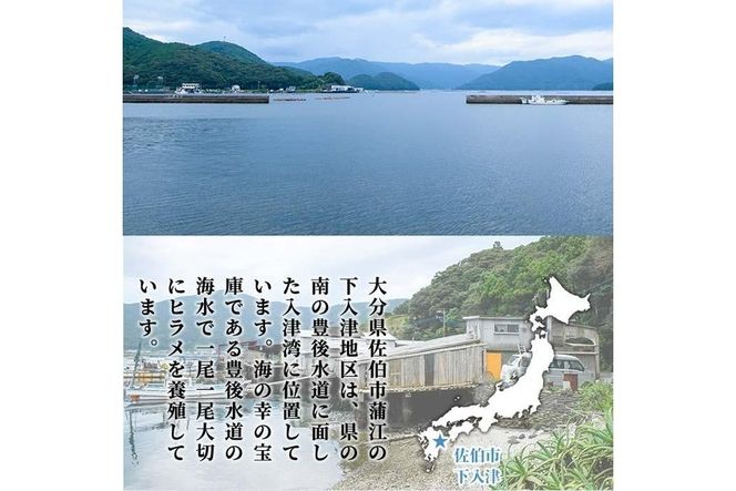  かぼすヒラメ (1尾・約1kg前後) ひらめ 平目 直送 漁師 養殖 魚 鮮魚 白身魚 獲れたて 刺身 煮つけ 唐揚げ 塩焼き 冷蔵 国産 大分県 佐伯市 蒲江産【CX02】【大分県漁業協同組合】