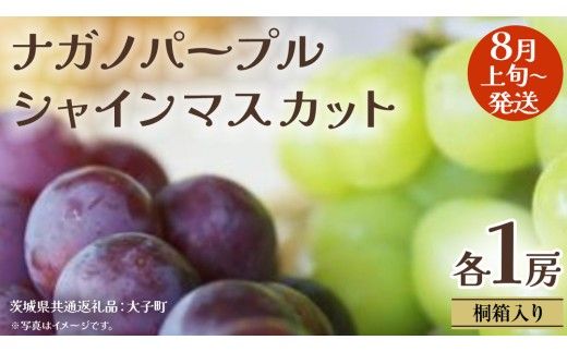 【 桐箱入り 】 ナガノパープル と シャインマスカット (各１房)【2026年8月上旬発送開始】(茨城県共通返礼品：大子町) ぶどう 葡萄 マスカット フルーツ 果物 贈答用 ギフト 贈り物