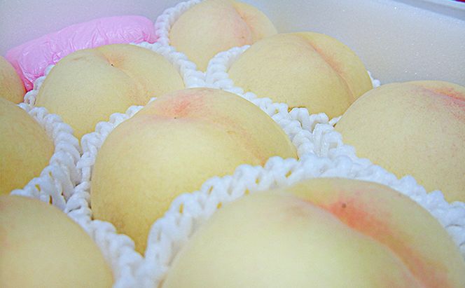 桃 2026年 先行予約 清水 白桃 約3.0kg 10～12玉 もも 岡山県 赤磐市産 フルーツ 果物 あかいわファーマーズガーデン 果物類