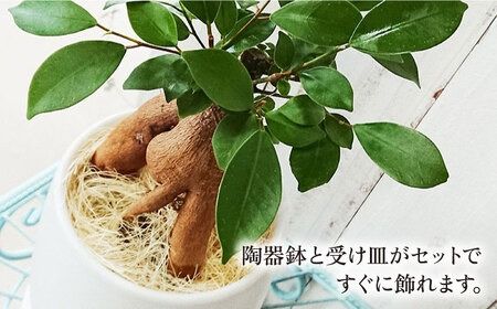 幸せを呼ぶ木『 ガジュマル 』 糸島市 / cocoha [AWB022] がじゅまる 観葉植物 小さい 鉢 おしゃれ  グリーン 植物 室内