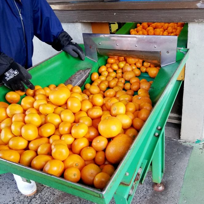 豊島みかん果汁 720ml×2本 果物類 柑橘類 みかん