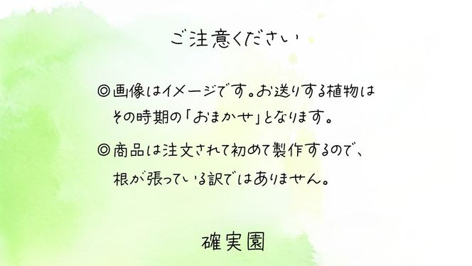 寄せ植え 多肉植物 【 半年に1回お届け（全2回お届け）】 植物 観葉植物 インテリア 多肉 定期便