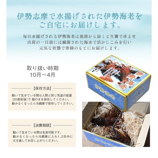 P-14活伊勢海老セット