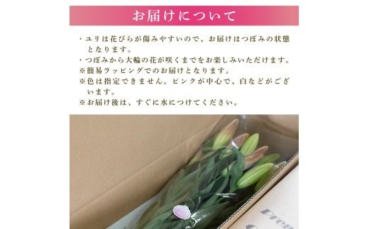 ユリ オリエンタルリリー 選べる 5本 7本 10回定期便 花 花束 お花 ゆり プレゼント 贈答 ギフト 贈り物 誕生日 お祝い 母の日 父の日 供花 献花 お見舞い 植物 インテリア 季節限定 定期 つぼみ 大輪 ピンク 白 福田園芸 メッセージカード 高級 切り花 香り ブーケ ウェディング エレガント 優美 安芸市 高知県